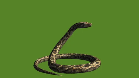Snake &amp; jungle carpet python attack,sliding decorative non venomous,wild animal Stock Footage 37964306