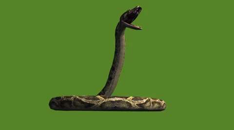 Snake &amp; jungle carpet python attack,sliding decorative non venomous,wild animal Stock Footage 37964403
