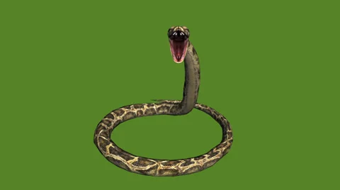 Snake &amp; jungle carpet python attack,sliding decorative non venomous,wild animal Stock Footage 37964458