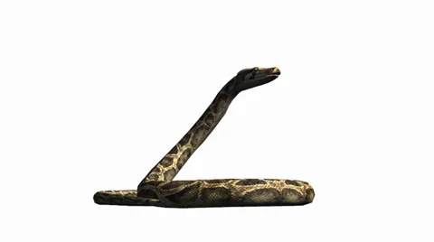Snake &amp; jungle carpet python attack,sliding decorative non venomous,wild animal Stock Footage 37964532