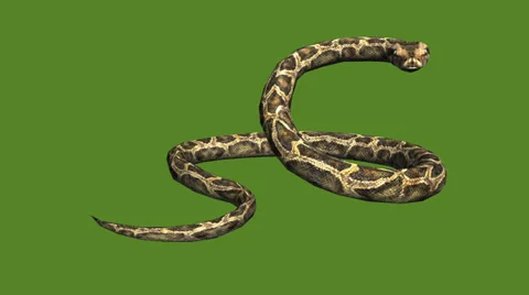 Snake &amp; jungle carpet python attack,sliding decorative non venomous,wild animal Stock Footage 37964542