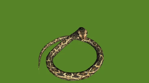 Snake &amp; jungle carpet python attack,sliding decorative non venomous,wild animal Stock Footage 37964625