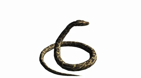 Snake &amp; jungle carpet python attack,sliding decorative non venomous,wild animal Stock Footage 37964664