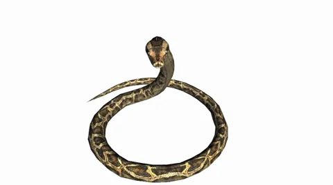 Snake &amp; jungle carpet python attack,sliding decorative non venomous,wild animal Stock Footage 37964767