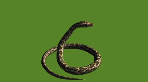 Snake &amp; jungle carpet python attack,sliding decorative non venomous,wild animal Stock Footage 37964775