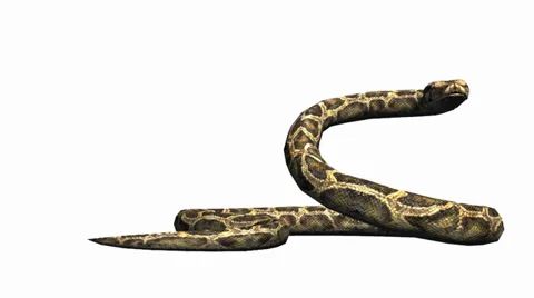 Snake &amp; jungle carpet python attack,sliding decorative non venomous,wild animal Stock Footage 37964833