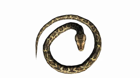 Snake &amp; jungle carpet python attack,sliding decorative non venomous,wild animal Stock Footage 37964961