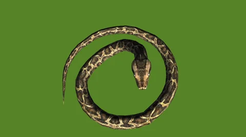 Snake &amp; jungle carpet python attack,sliding decorative non venomous,wild animal Stock Footage 37964964