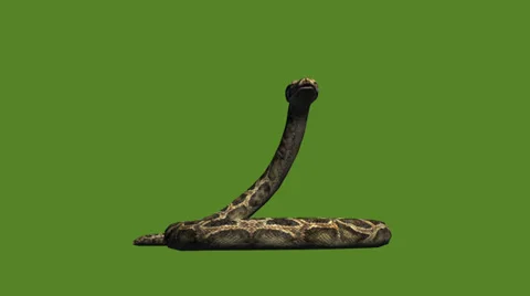 Snake &amp; jungle carpet python attack,sliding decorative non venomous,wild animal Stock Footage 37964989