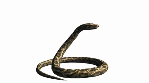 Snake &amp; jungle carpet python attack,sliding decorative non venomous,wild animal Stock Footage 37965015