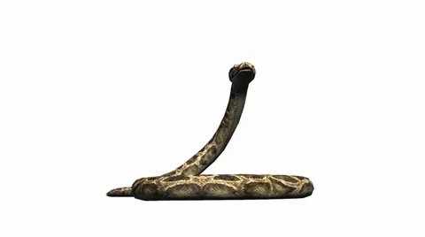 Snake &amp; jungle carpet python attack,sliding decorative non venomous,wild animal Stock Footage 37965024