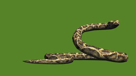 Snake &amp; jungle carpet python attack,sliding decorative non venomous,wild animal Stock Footage 37965031