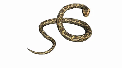 Snake &amp; jungle carpet python attack,sliding decorative non venomous,wild animal Stock Footage 37965179