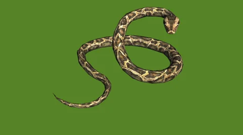 Snake &amp; jungle carpet python attack,sliding decorative non venomous,wild animal Video stock 37965242