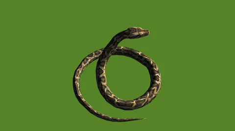 Snake &amp; jungle carpet python attack,sliding decorative non venomous,wild animal Video stock 37965297