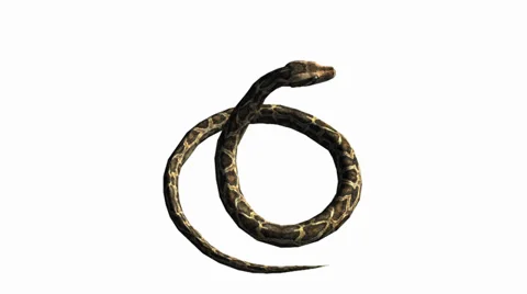 Snake &amp; jungle carpet python attack,sliding decorative non venomous,wild animal Stock Footage 37965442