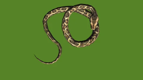 Snake &amp; jungle carpet python attack,sliding decorative non venomous,wild animal Stock Footage 37965532