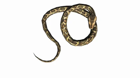 Snake &amp; jungle carpet python attack,sliding decorative non venomous,wild animal Stock Footage 37965901