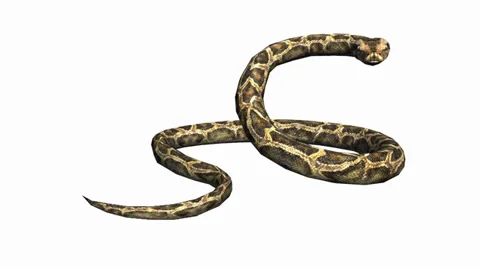 Snake &amp; jungle carpet python attack,sliding decorative non venomous,wild animal Stock Footage 37965922