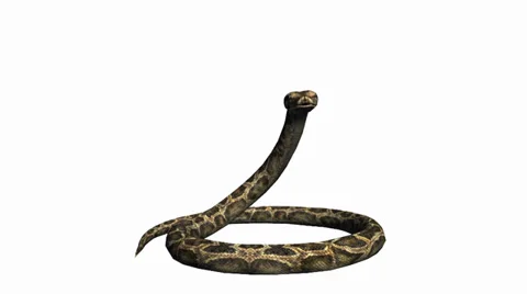Snake &amp; jungle carpet python attack,sliding decorative non venomous,wild animal Stock Footage 37990737