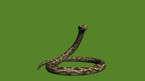 Snake &amp; jungle carpet python attack,sliding decorative non venomous,wild animal 스톡 동영상 37990987