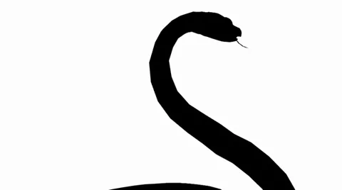 Snake &amp; jungle carpet python attack,wild animal sketch silhouette. Vidéo 38285761