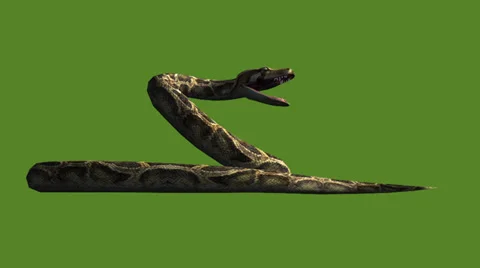 Snake & jungle carpet python open mouth ... | Stock Video | Pond5