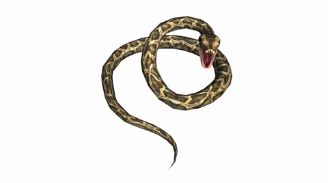 Snake &amp; jungle carpet python open mouth attack,sliding decorative non venomous. Stock Footage 37964388