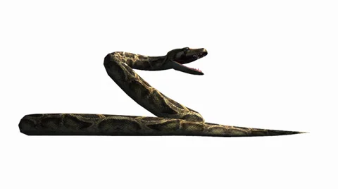 Snake &amp; jungle carpet python open mouth attack,sliding decorative non venomous. Stock Footage 37964557