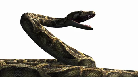 Snake &amp; jungle carpet python open mouth attack,sliding decorative non venomous. Stock Footage 37964636