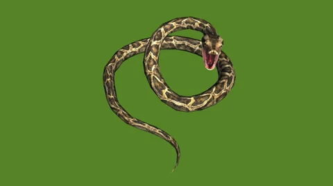 Snake &amp; jungle carpet python open mouth attack,sliding decorative non venomous. Stock Footage 37964637