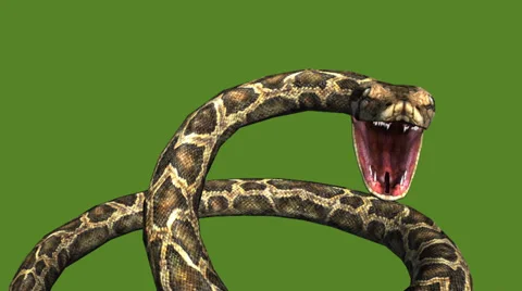 Snake & jungle carpet python open mouth ... | Stock Video | Pond5