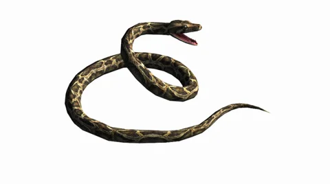 Snake &amp; jungle carpet python open mouth attack,sliding decorative non venomous. Stock Footage 37964745