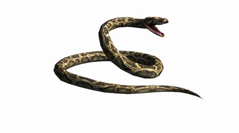 Python Opens Mouth Stock Video Footage | Royalty Free Python Opens ...