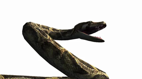Snake &amp; jungle carpet python open mouth attack,sliding decorative non venomous. Stock Footage 37964867