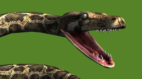 Snake &amp; jungle carpet python open mouth attack,sliding decorative non venomous. Stock Footage 37964914