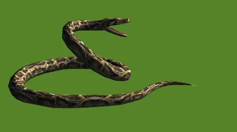 Snake &amp; jungle carpet python open mouth attack,sliding decorative non venomous. Stock Footage 37964965