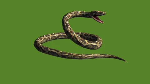 Snake & jungle carpet python open mouth ... | Stock Video | Pond5