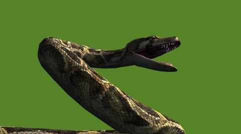 Snake & jungle carpet python open mouth ... | Stock Video | Pond5