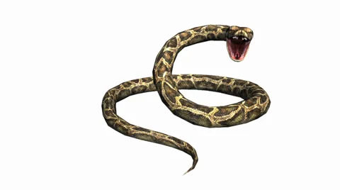 Snake &amp; jungle carpet python open mouth attack,sliding decorative non venomous. Stock Footage 37965021