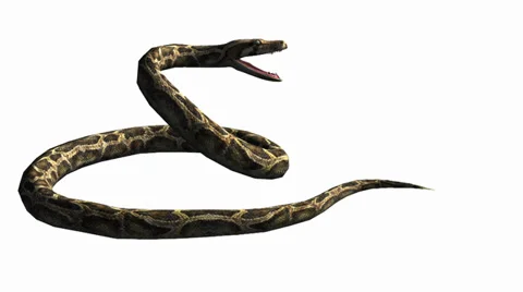 Snake &amp; jungle carpet python open mouth attack,sliding decorative non venomous. Stock Footage 37965055