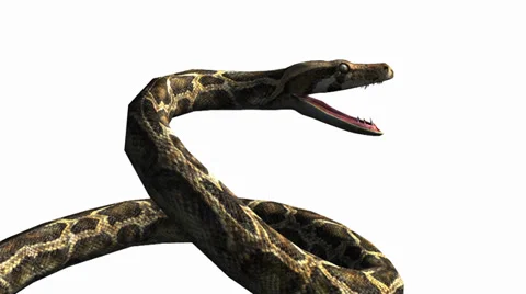 Snake &amp; jungle carpet python open mouth attack,sliding decorative non venomous. Stock Footage 37965074