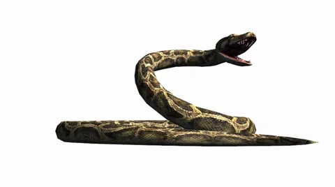 Python Opens Mouth Stock Video Footage | Royalty Free Python Opens ...