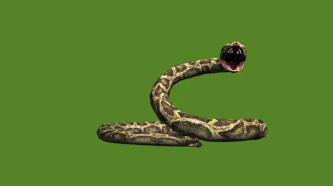 Snake &amp; jungle carpet python open mouth attack,sliding decorative non venomous. Video stock 37965206