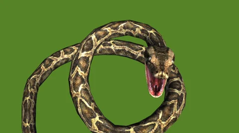 Snake &amp; jungle carpet python open mouth attack,sliding decorative non venomous. Stock Footage 37965207
