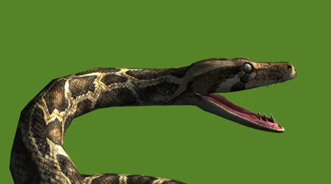Snake & jungle carpet python open mouth ... | Stock Video | Pond5