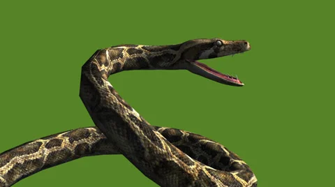 Snake & jungle carpet python open mouth ... | Stock Video | Pond5