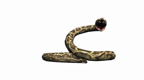 Snake &amp; jungle carpet python open mouth attack,sliding decorative non venomous. Stock Footage 37965396
