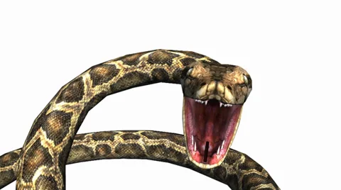 Snake &amp; jungle carpet python open mouth attack,sliding decorative non venomous. Stock Footage 37966380