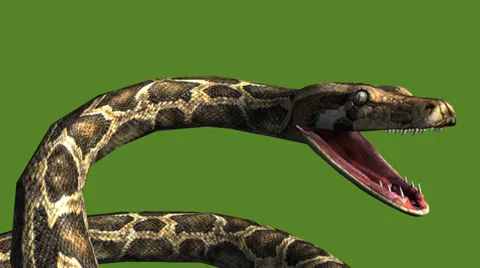 Snake & jungle carpet python open mouth ... | Stock Video | Pond5
